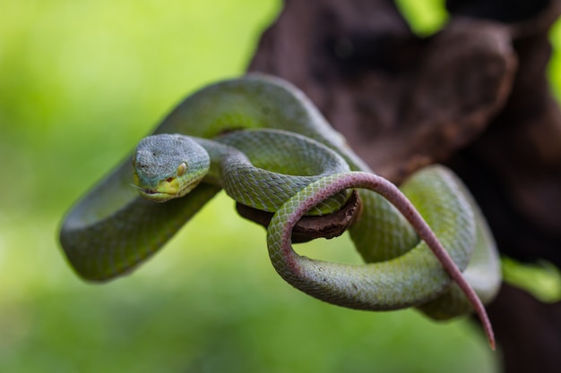 Foto close-up cobra de pit viper amarelo-labiada