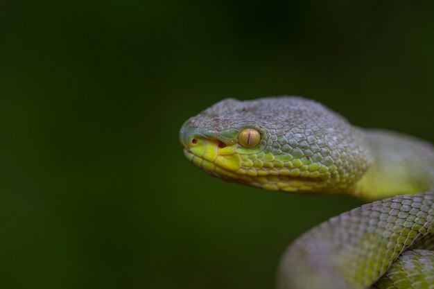 Close-up cobra de pit viper amarelo-labiada