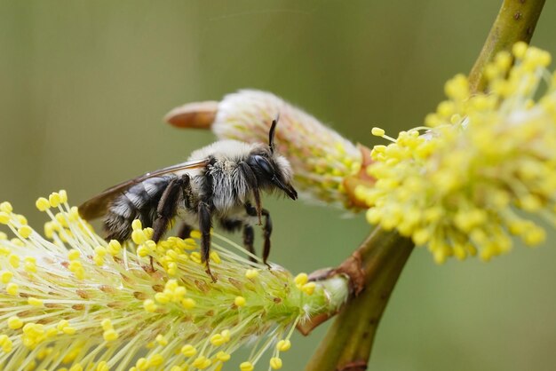 Foto close-up colorido de uma abelha mineira de costas cinzentas fêmea andrena vaga sentada no pólen amarelo do salgueiro salix caprea