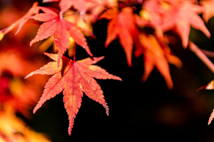 close-up colorido follaje de otoño en un día soleado hermoso fondo paisaje otoñal