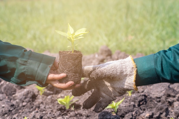 Close-up com foco seletivo em uma planta mudas