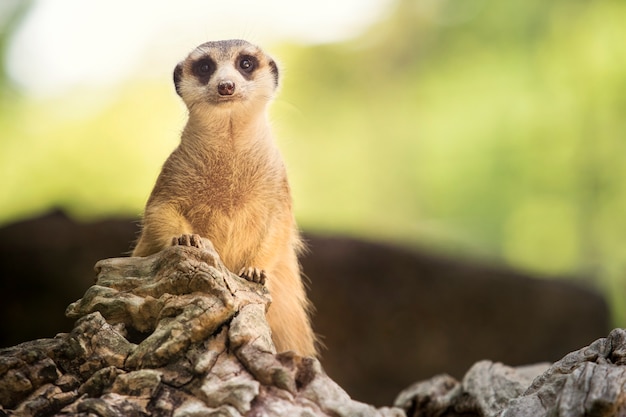 close-up corpo de meerkat em pé no chão