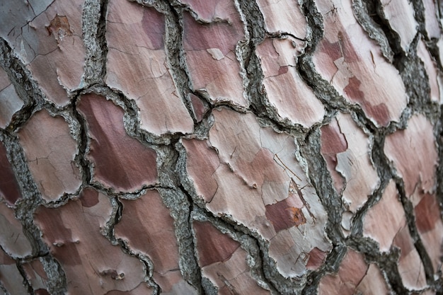 Close-up de corteza de árbol