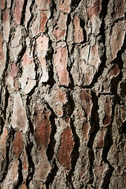 Close-up de corteza de árbol