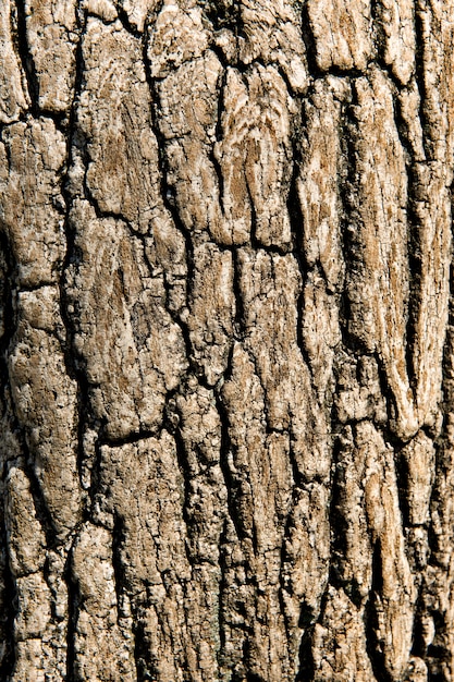 Close-up de corteza de árbol