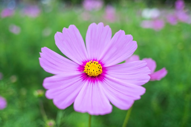 Close-up, cosmos, flor