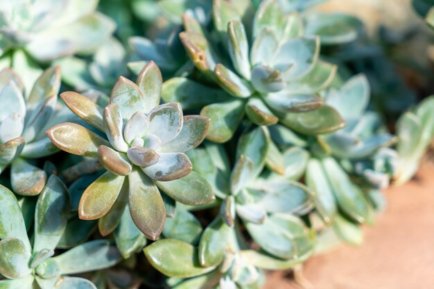 close-up Crassulaceae ou Kalanchoe blossfeldiana Poellnitz