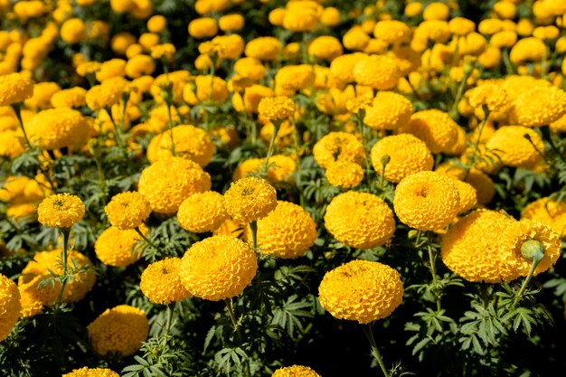 Close up crescendo flores de margarida no campo em um dia ensolarado