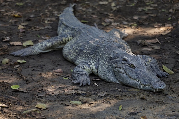 Close up crocodilo é dormir e descansar no jardim