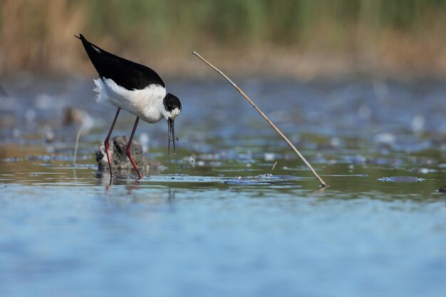 Foto close-up da água de beber das aves