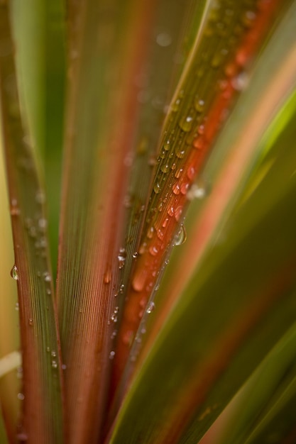 Foto close-up da água na planta