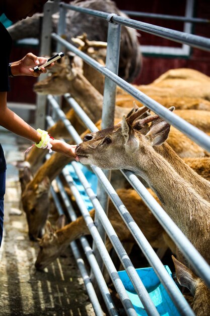 Foto close-up da alimentação à mão