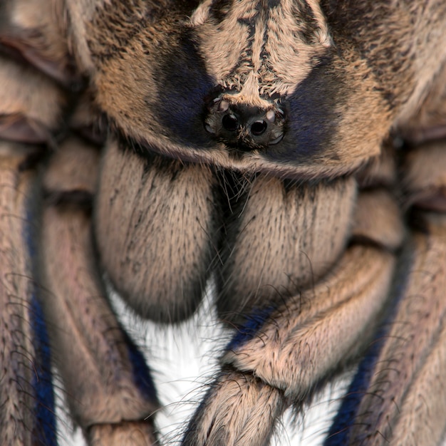 Close-up da aranha tarantula, poecilotheria metallica, na frente de fundo branco