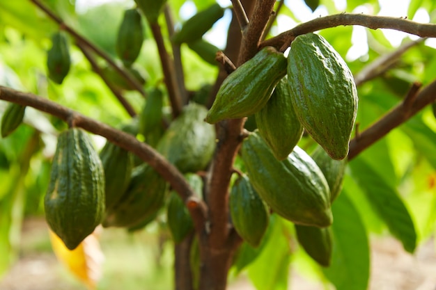 Close up da árvore de cacau com frutas verdes Vagens de cacau crescem no espaço de cópia da árvore para texto