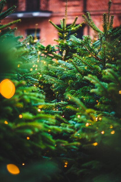 Foto close-up da árvore de natal