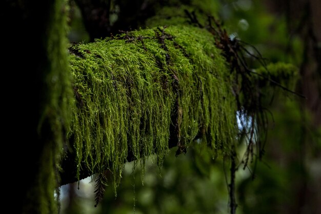 Close-up da árvore