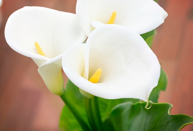 Close-up da bela flor de lírios de Calla com forma de coração e folhas