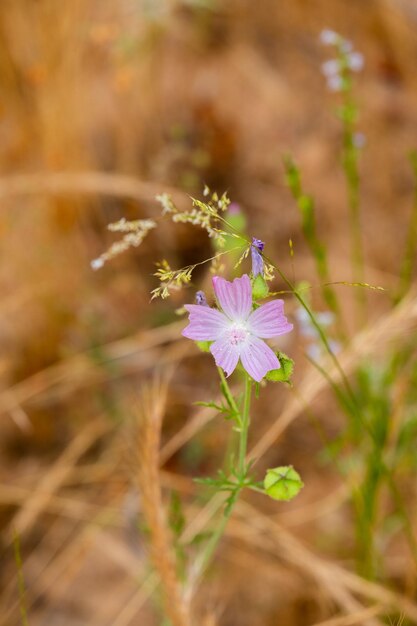 Foto close-up da bela flor de malva sylvestris malva comum ou flores de malva sylvestris malva selvagem malva sylvestris em fundo natural