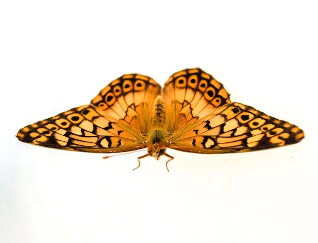 close-up da borboleta Euptoieta Claudia