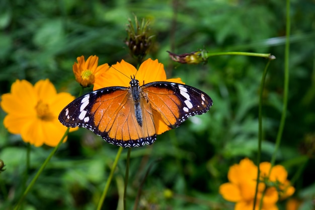 Close-up da borboleta Plain Tiger Danaus chrysippus visitando flores na natureza em um parque público