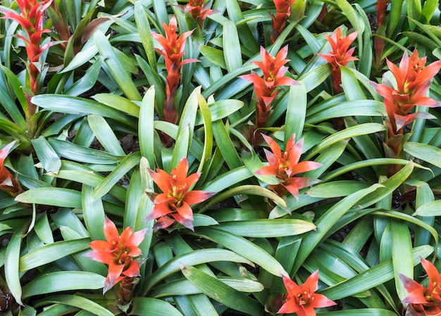 Close up da bromeliácea de florescência.