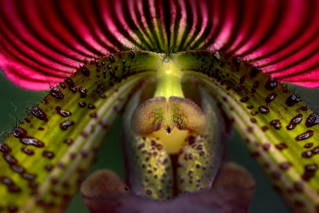 Foto close-up da cabeça da flor