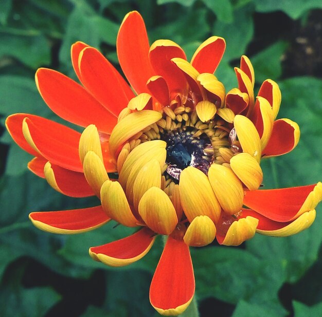 Foto close-up da cabeça da flor