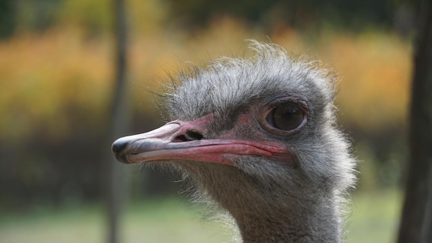 Close-up da cabeça de avestruz