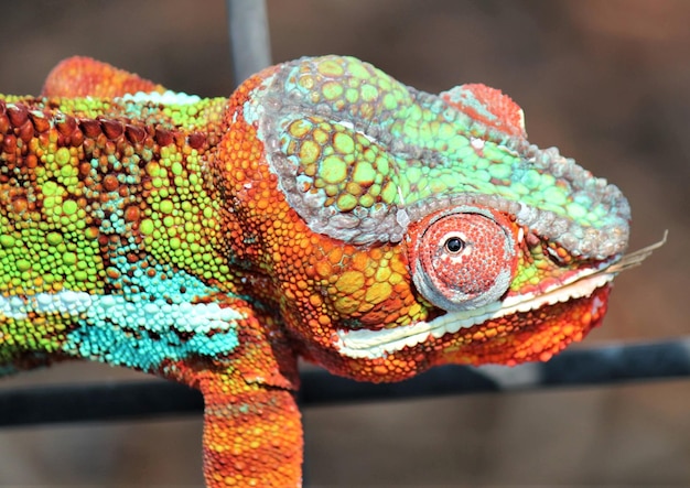 Foto close-up da cabeça de camaleão