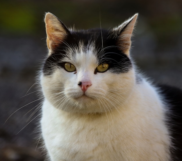 Close-up da cabeça de um gato branco com manchas pretas e olhos amarelos.