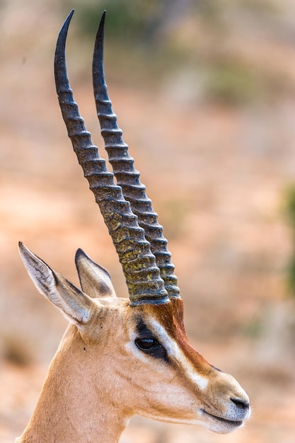 Foto close-up da cabeça de uma gazela