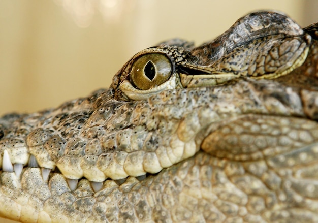 Close-up da cabeça e da pele do crocodilo