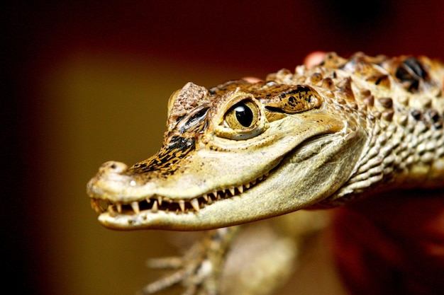 Close-up da cabeça e da pele do crocodilo