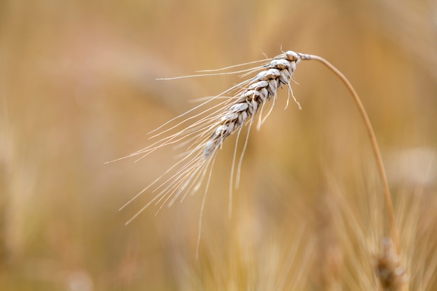 Close-up da cabeça focalizada madura amarela dourada dourada morna do trigo no dia de verão ensolarado na luz nevoenta borrada macia do campo de trigo do prado - fundo marrom. Agricultura, agricultura e conceito de colheita rica.