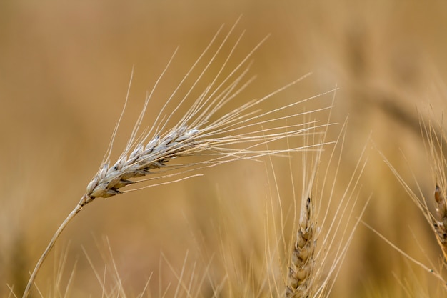 Close-up da cabeça focalizada madura amarela dourada dourada morna do trigo no dia de verão ensolarado no campo de trigo nevoento borrado macio do prado. Agricultura, agricultura e conceito de colheita rica.