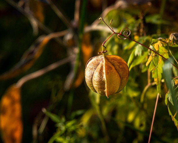 Foto close-up da cápsula de sementeiro a crescer na planta