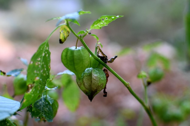 Foto close-up da cápsula de sementes de geen na planta