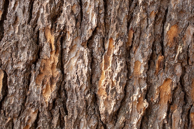 Close up da casca de cedro