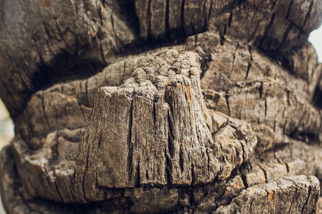 Close up da casca de um pinheiro velho.