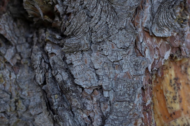 Close Up da casca do toco de uma árvore velha com muitos anos