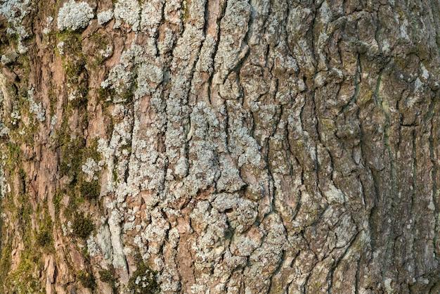 close-up da casca