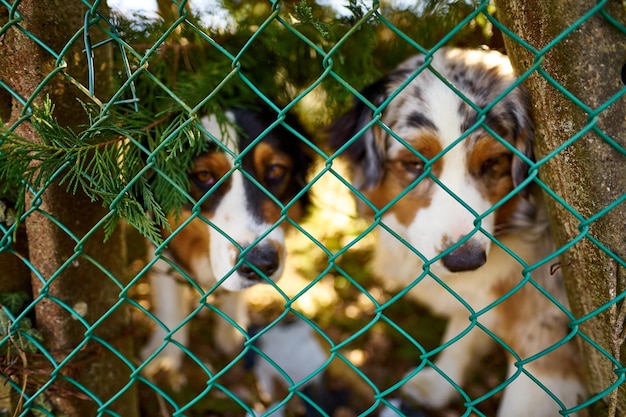 Foto close-up da cerca de ligação de cadeia