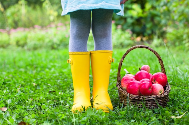 Close up da cesta com maçãs vermelhas e botas de borracha na menina