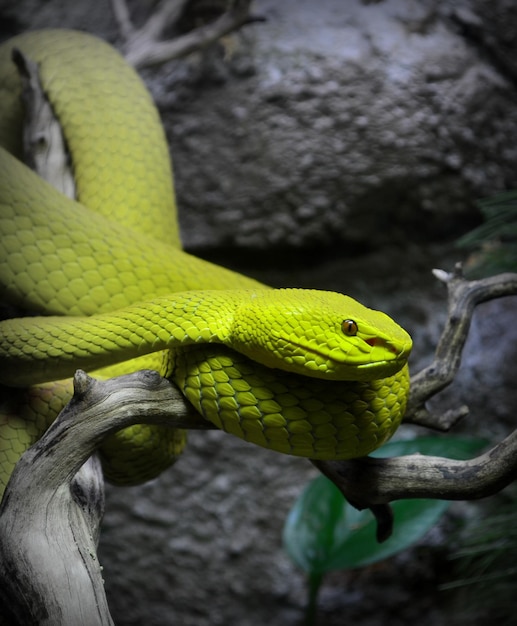 Close-up da cobra verde no ramo