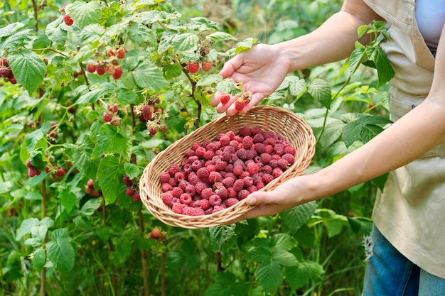 Close-up da colheita de framboesas maduras no jardim, mãos de mulher colhendo bagas do arbusto na cesta de vime