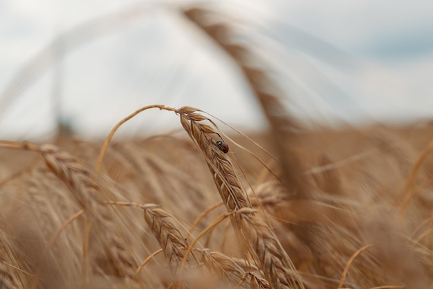 Close-up da colheita de trigo no campo