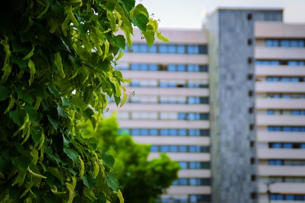 Foto close-up da fábrica contra o edifício