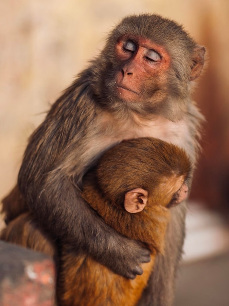 Close-up da família dos macacos