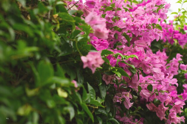 Close-up da flor Buganvília. Flores de buganvílias arbustivas floridas