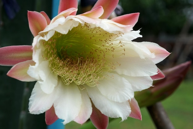 Foto close-up da flor cereus jamacaru em uma fazenda de plantas ornamentais conhecida como mandacaru ou cardeiro